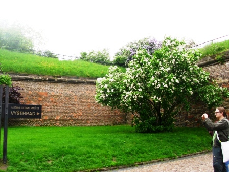 Zitadelle-Hornwerk mit blhendem Baum